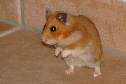 hamster-31.jpg