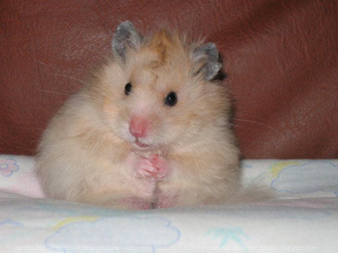 hamster-33.jpg