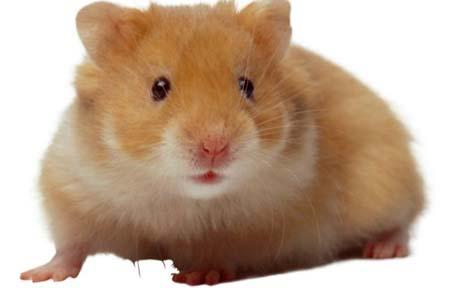 hamster-35.jpg