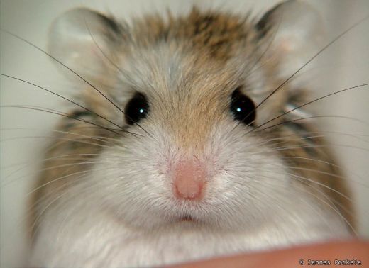 hamster-36.jpg