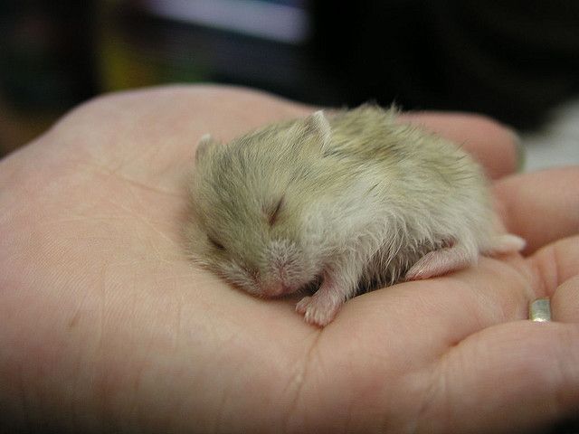 hamster-37.jpg