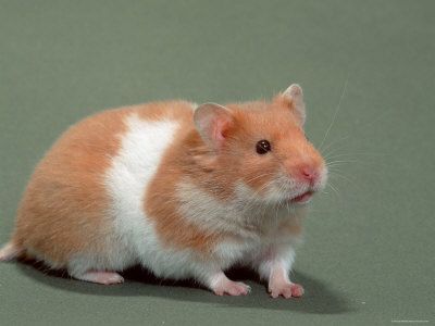 hamster-38.jpg