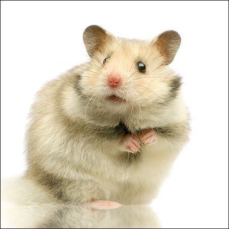 hamster-40.jpg