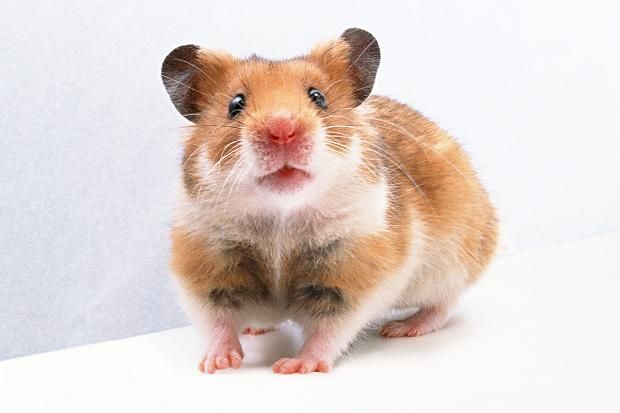 hamster-43.jpg