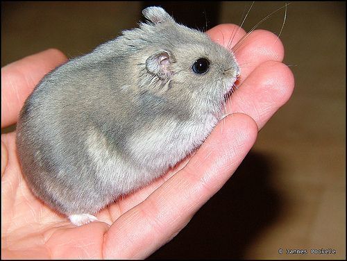 hamster-44.jpg