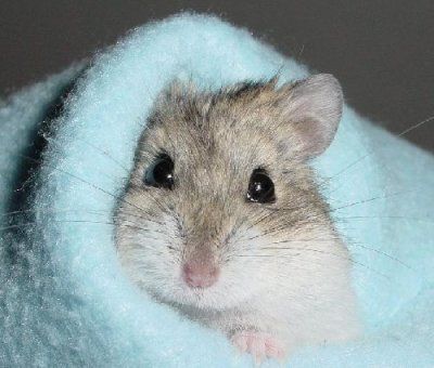 hamster-47.jpg