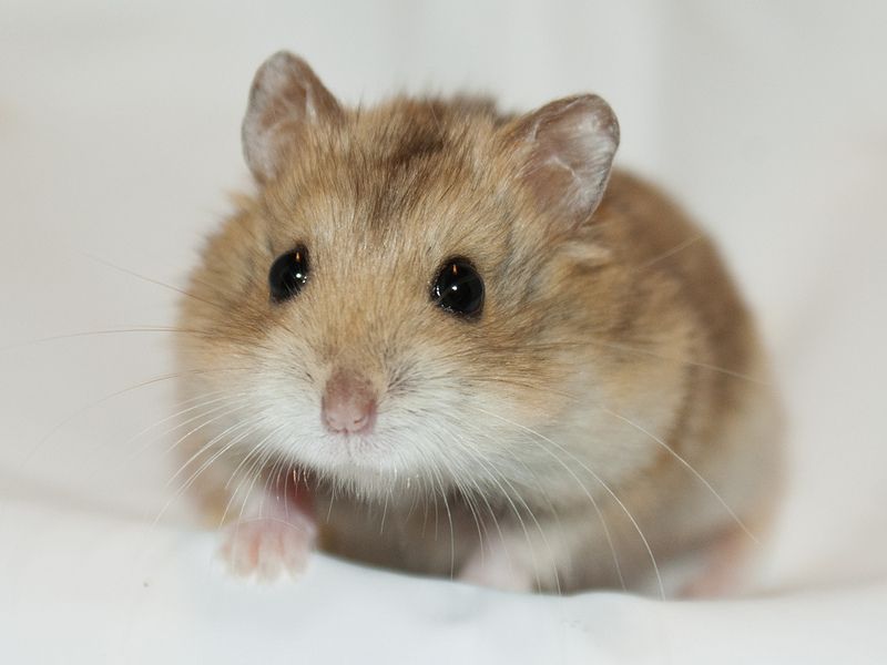 hamster-49.jpg