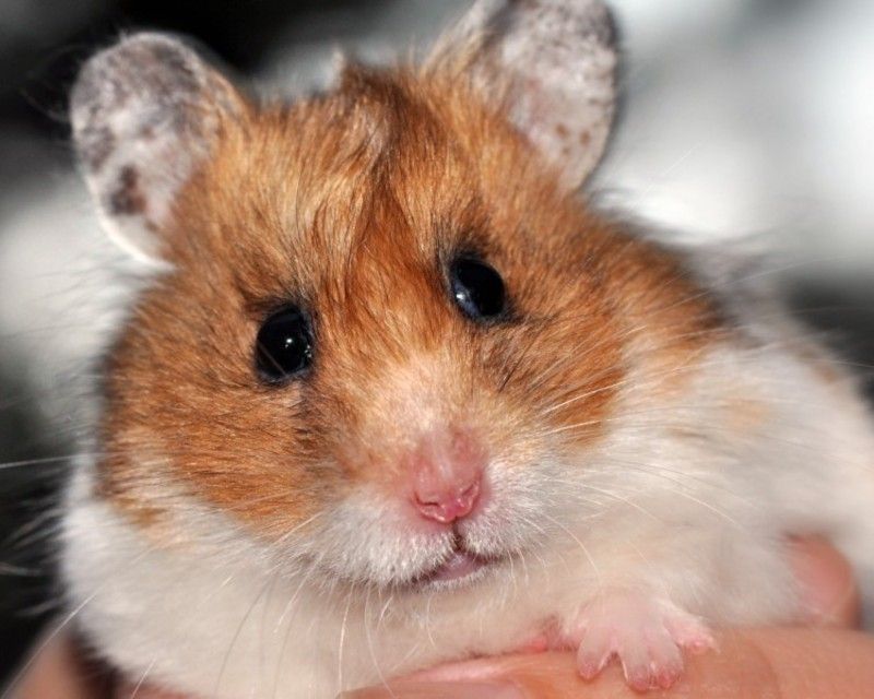 hamster-50.jpg