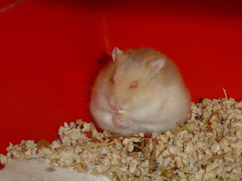 hamster-52.jpg