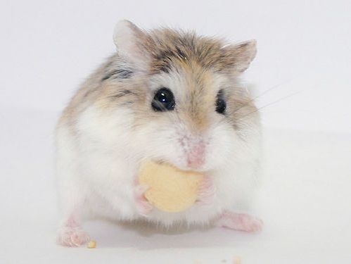 hamster-54.jpg