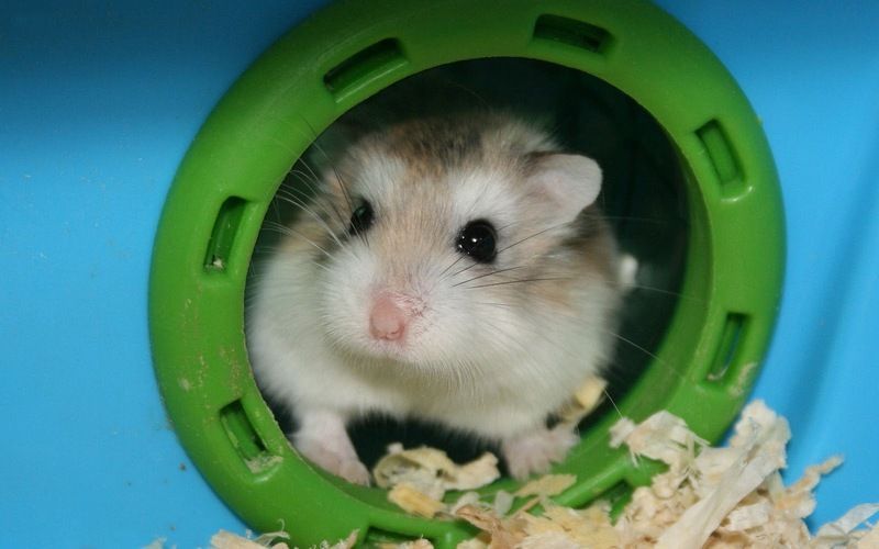 hamster-56.jpg