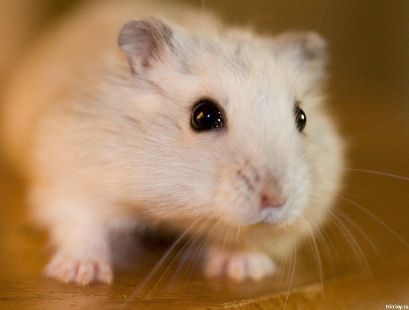 hamster-6.jpg