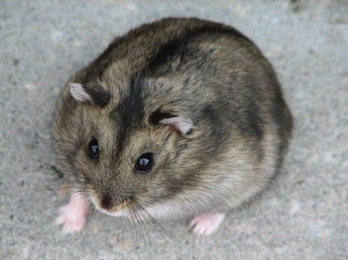 hamster-62.jpg