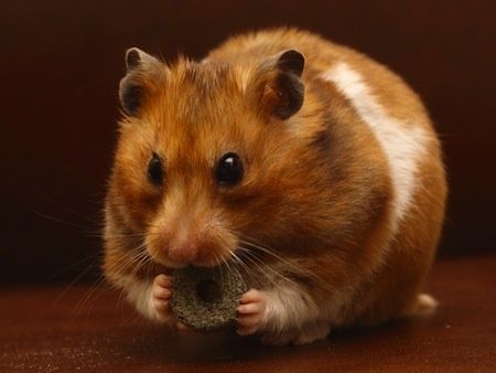 hamster-63.jpg