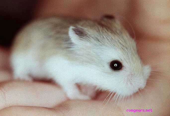 hamster-65.jpg