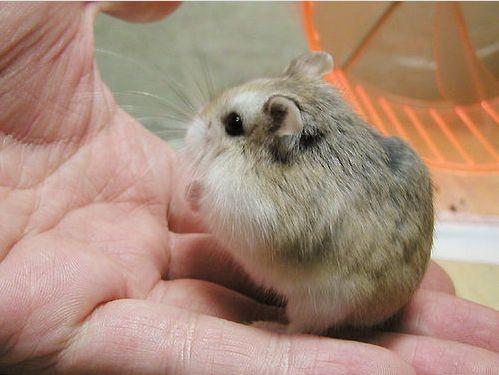 hamster-66.jpg