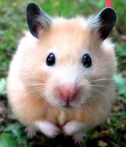 hamster-67.jpg