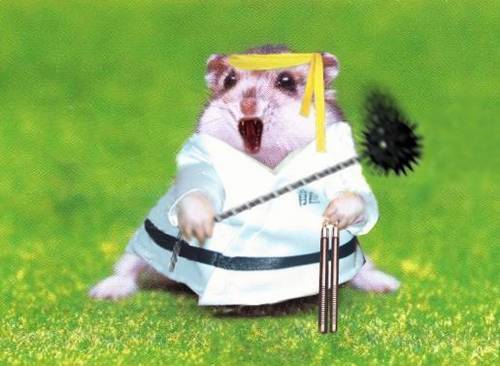 hamster-675445439.png