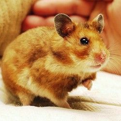 hamster-68.jpg