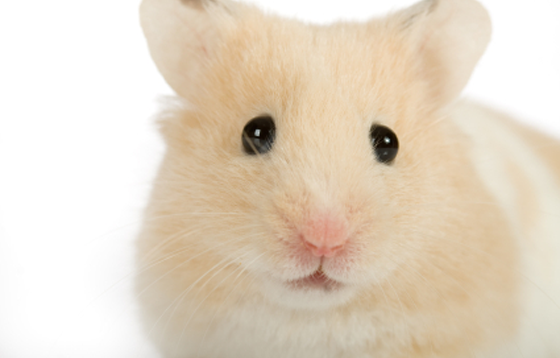 hamster-69890900909.png