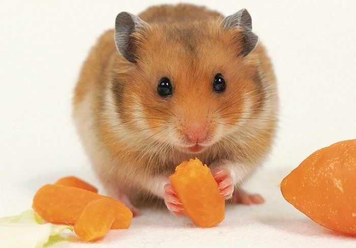 hamster-7.jpg