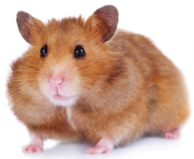 hamster-72.jpg