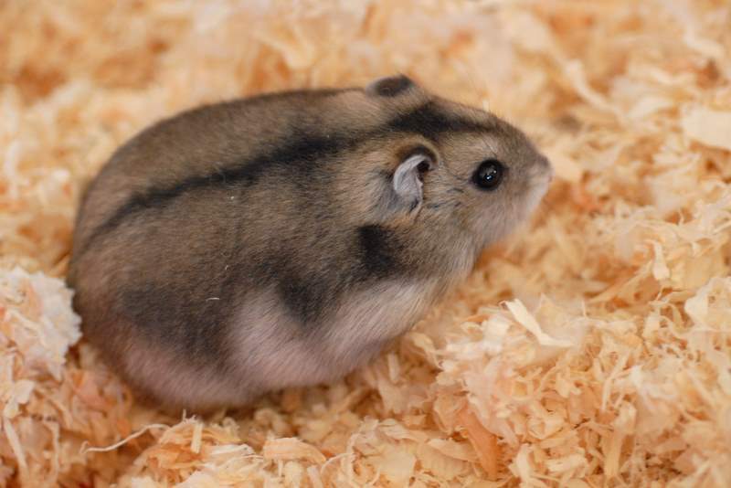 hamster-74.jpg