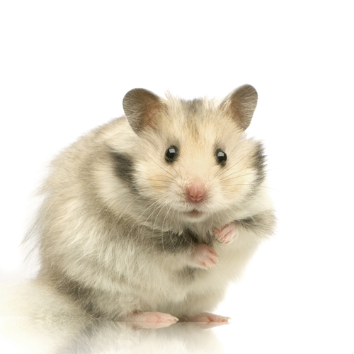 hamster-74343343467.png