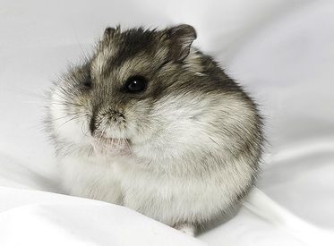 hamster-75.jpg