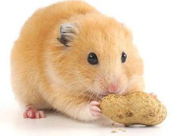 hamster-77.jpg