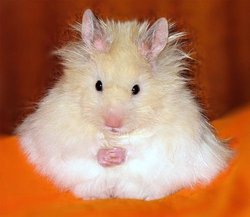 hamster-81.jpg