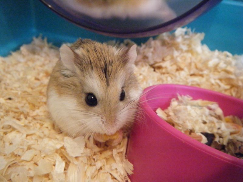 hamster-82.jpg