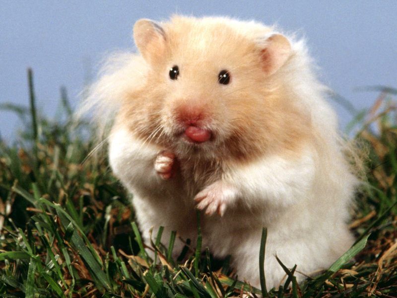 hamster-83.jpg