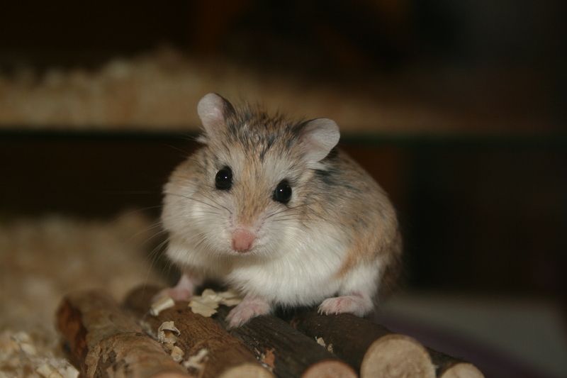 hamster-84.jpg