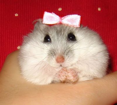 hamster-86.jpg