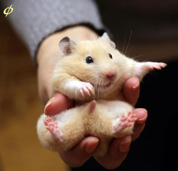 hamster-89.jpg