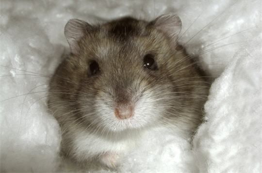 hamster-9.jpg