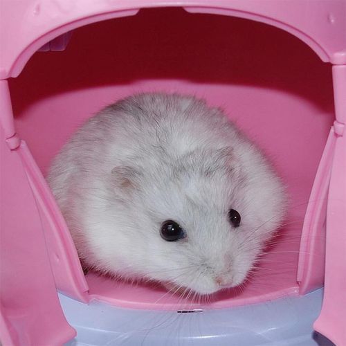 hamster-96.jpg