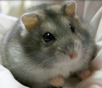 hamster-98.jpg