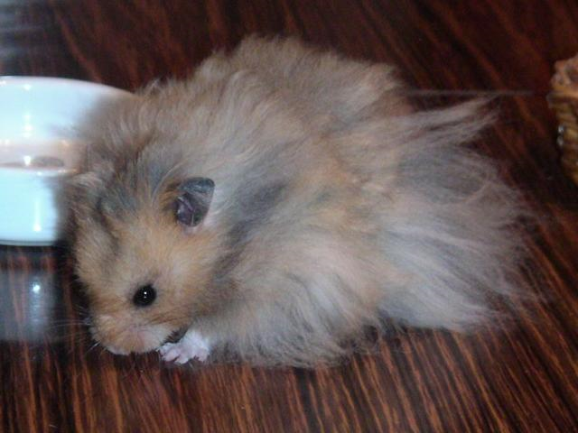 hamster-98989090903.png