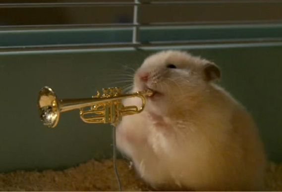 hamster-99.jpg