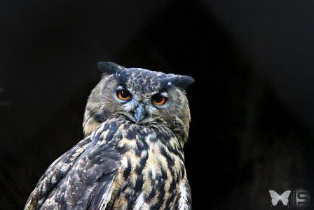 hibou-grand-duc.jpg