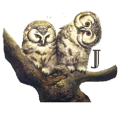 hibou23222-10.gif