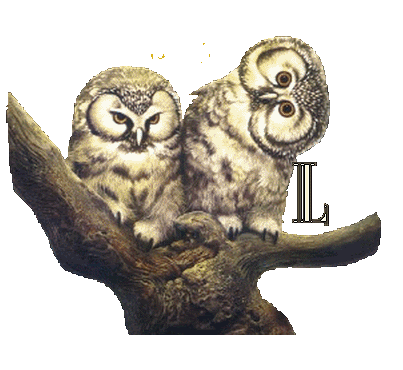 hibou23222-12.gif