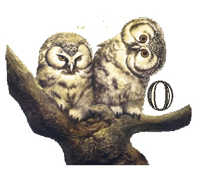 hibou23222-15.gif