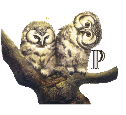 hibou23222-16.gif