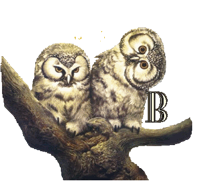 hibou23222-2.gif