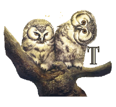 hibou23222-20.gif