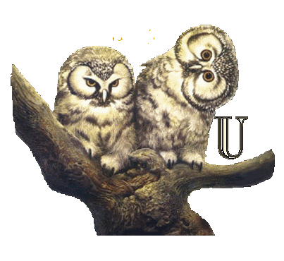 hibou23222-21.gif