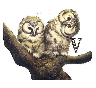 hibou23222-22.gif